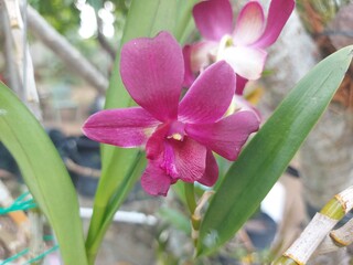 Beautiful Tropical Orchid Blossom in Natural Outdoor Setting