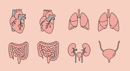 Anatomical illustration showcasing human organs heart lungs intestine kidneys and bladder on light background