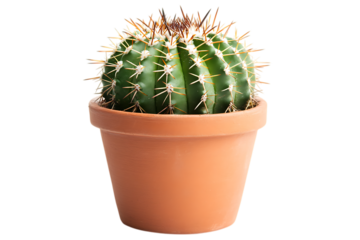 Small barrel cactus in a terracotta pot isolated on transparent background