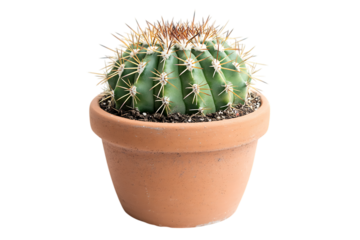 Small barrel cactus in a terracotta pot isolated on transparent background