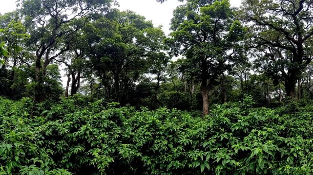 Green trees in a forest under blue sky with grass and clouds on a summer day, A panoramic shot of a dense jungle, with towering trees and thick undergrowth, high-quality cinematic horizontal video foo