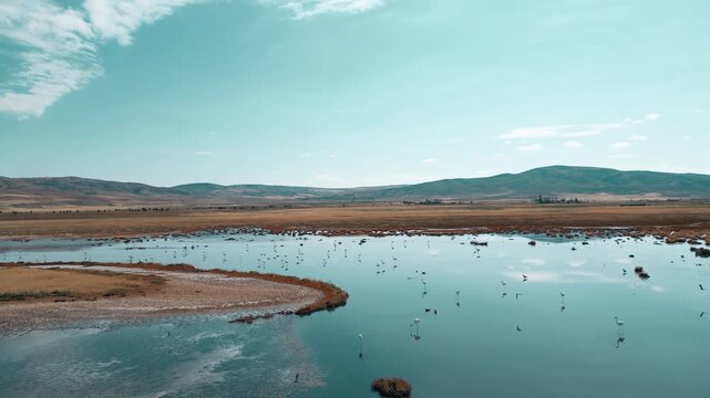 터키 술탄 습지의 갈대밭 옆에서 날개짓하며 걷는 홍학 무리 &ndash; 생태 기록 4K 영상
Flock of Flamingos Wading and Flapping Wings Near Reeds at Sultan Marshes, Turkey | 4K Ecological Footage