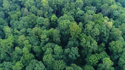 Lush green forest canopy