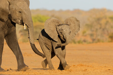 An African elephant (Loxodonta africana) cow with small calf, Chobe National Park, Botswana