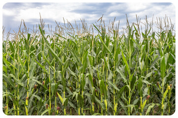 Champ de Maïs en fleurs 