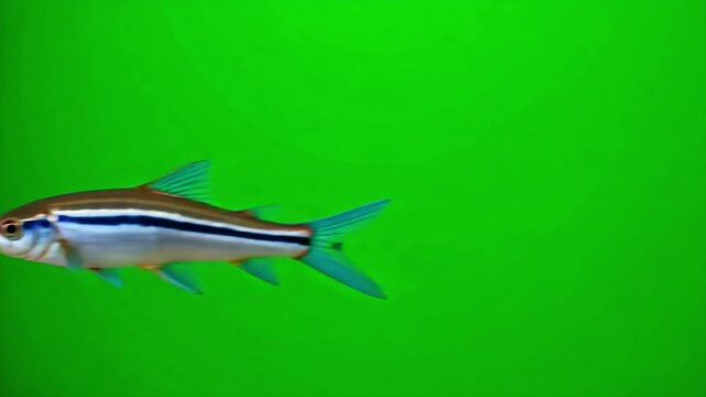 Zebra Danio Fish Darting in Zigzag Motion with Flashing Silver-Blue Stripes on Green Screen &mdash; 4K Isolated Footage