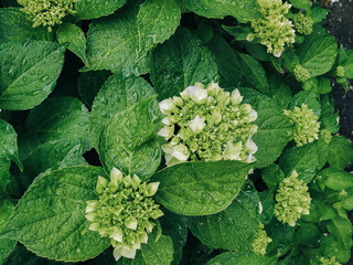 Bright green leaves of a hydrangea bush with rain drops. Natural background.