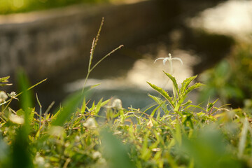 Sunlight illuminates delicate wildflowers and grasses beside a blurred stream.