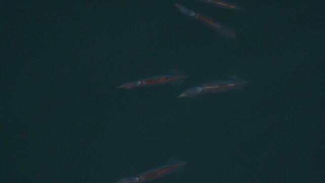 School of squid swims in the sea at night as seen above the surface