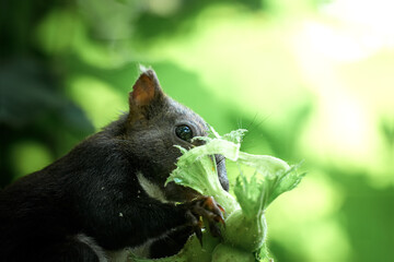 Black Squirrel in Summer Forest Canopy eating Nuts