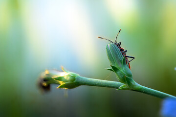 Milkweed Bug on Flower Bud