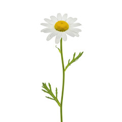 Fototapeta premium Single, perfectly formed white chamomile flower with delicate petals, vibrant yellow disc, bright green stem & feathery leaves, against a transparent isolated background, studio macro shot, concept of