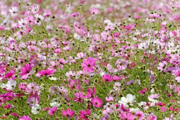 満開のコスモス畑に広がるピンクと白の花の絨毯