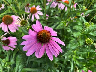 Fototapeta premium Purple echinacea flowers