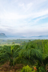 Valley with morning fog, Khao Sok National Park, Surat Thani, Southeast Thailand, Southeast Asia.