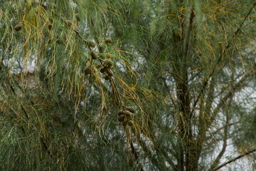 Casuarina cunninghamiana closeup. River she oak. Nature background. Tree branch closeup.