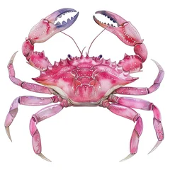 Naadloos Fotobehang Airtex Detailed pink crab illustration © Rawpixel.com