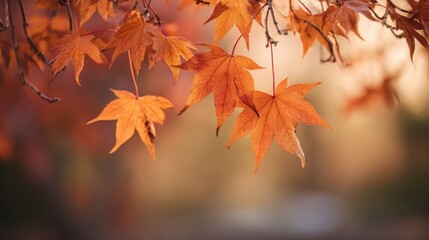 The Vibrant Autumn Leaves Highlighting Nature's Colorful Transition.