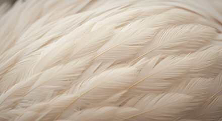 Obraz premium Close-up shot showcasing the delicate texture and pattern of soft, white feathers