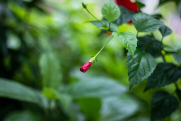 Red flower, tree leaves, and green background