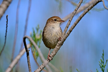 Seidensänger // Cetti's warbler (Cettia cetti) - Peloponnes, Griechenland