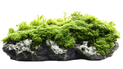 Lush green moss and ferns growing on a textured rock formation isolated on transparent background