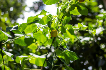 A yellow flower, tree leaves, and green background