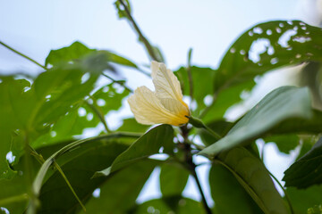 A White flower, tree leaves, and green background