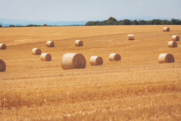 Fototapeta premium Yellow golden straw bales of hay in the stubble field, agricultural field under a blue sky with clouds. Straw on the meadow. Countryside natural landscape. Grain crop, harvesting