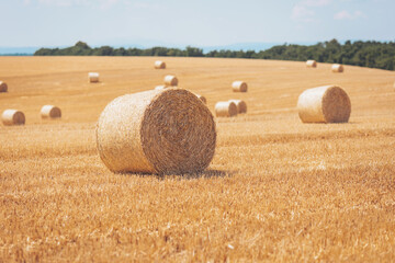 Yellow golden straw bales of hay in the stubble field, agricultural field under a blue sky with...