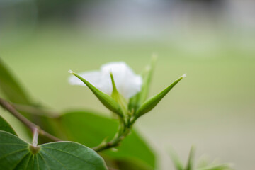 White flowers, tree leaves, and green background