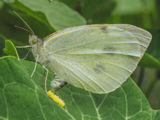 A close-up of a Large White butterfly laying eggs on a Nasturtium leaf