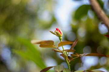A Red flower, tree leaves, and green background blur
