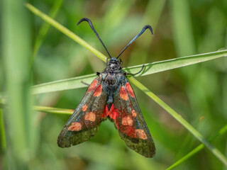 A Five-spot Burnet moth perched on a blade of grass