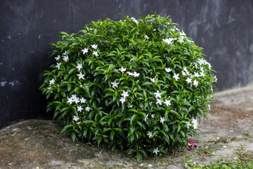 Some White flowers, tree leaves, and green background