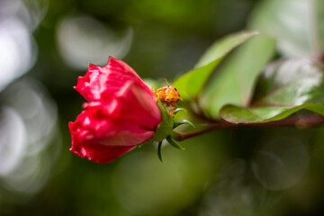 A Red flower, tree leaves, and green background blur