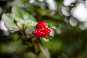 A Red flower, tree leaves, and green background blur