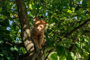 Orange-furred cat among the branches of a tree.