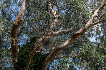 Eucalyptus, detail of the tree's trunks and branches with leaves.