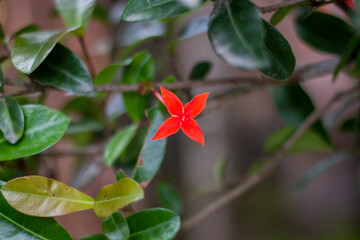 A Red flower, tree leaves, and green background blur
