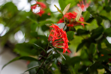 Some Red flower, tree leaves, and green background blur