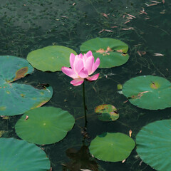 lotus pond and flower
