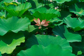 lotus pond and flower