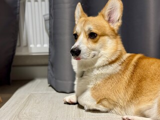 A happy corgi is relaxing at home. High quality photo