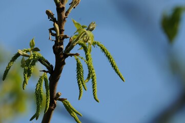 Male catkins of pecan tree in spring bloom (This image is part of the Carya illinoinensis series.)
