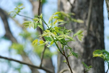 Full growth cycle of the pecan tree including leaves, flowers, and nuts (This image is part of the...