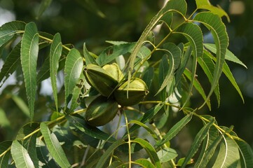 Full growth cycle of the pecan tree including leaves, flowers, and nuts (This image is part of the Carya illinoinensis series.)
