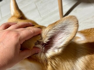 Close-up of a corgi's ear. High quality photo