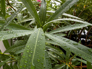 Gouttes de pluie sur feuillage verdoyant