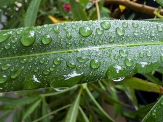 Gouttes de pluie sur feuillage verdoyant